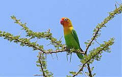 Fischer's Lovebird